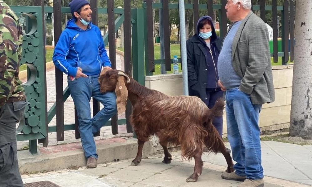 Κύπρος: Διαμαρτυρία κτηνοτρόφων έξω από το Προεδρικό - Έφεραν και κατσίκα!